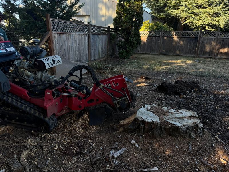 Tree Removals