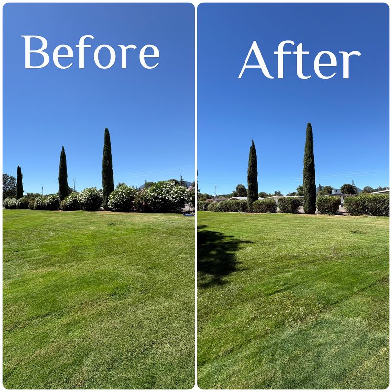 Tree & Shrub Care