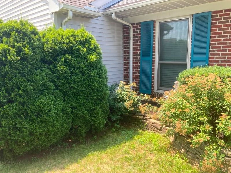 Tree & Shrub Care
