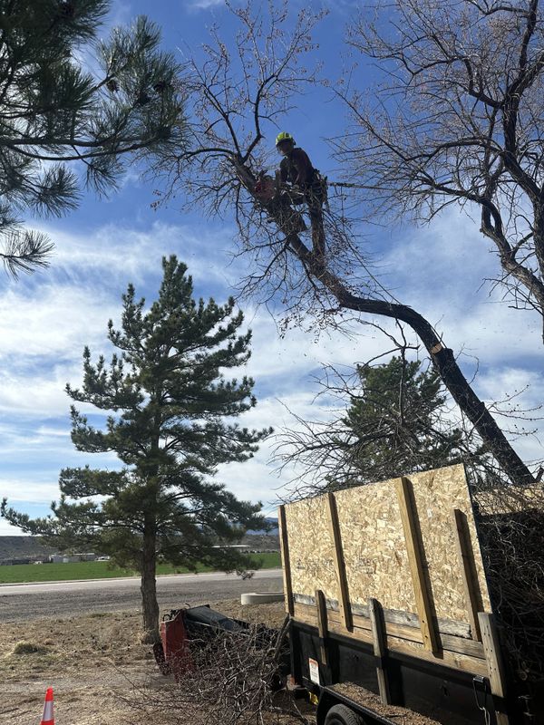 Tree Trimming