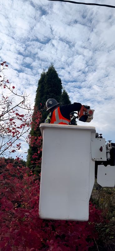 Tree Removals