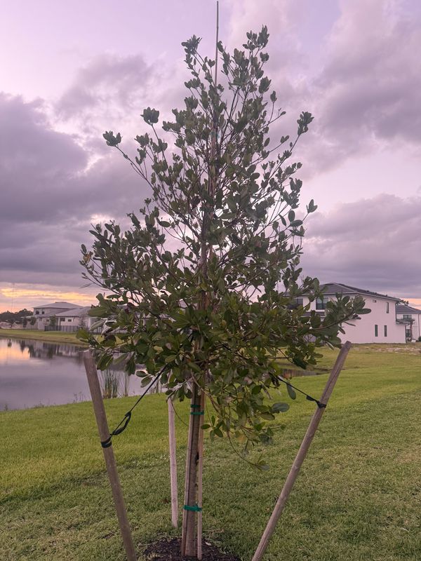 Tree Planting