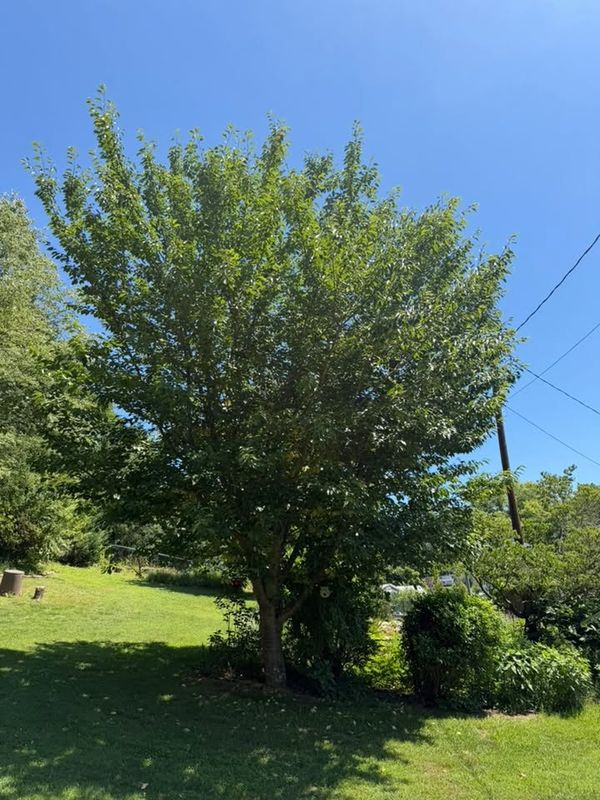 Tree Trimming