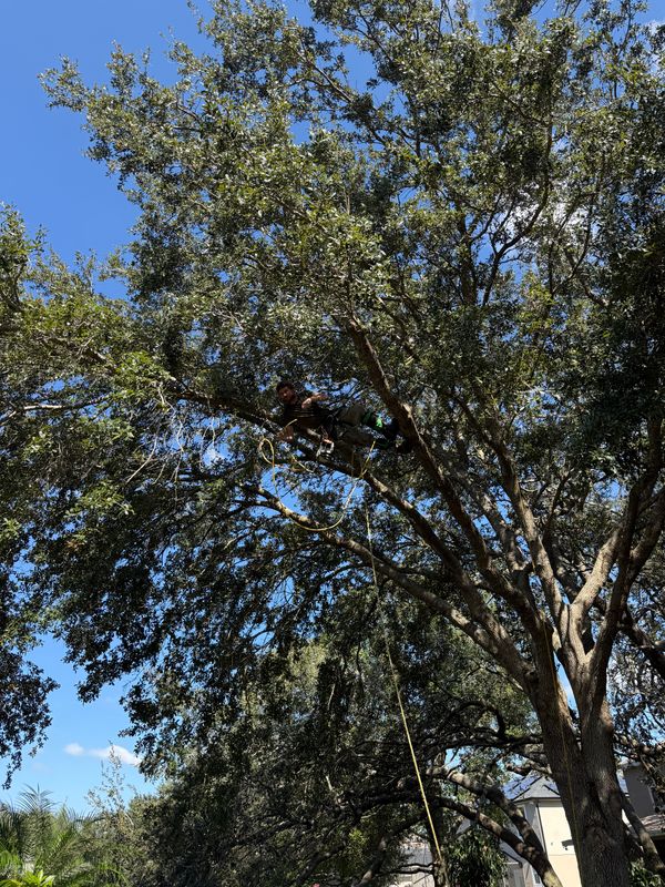 Tree Pruning