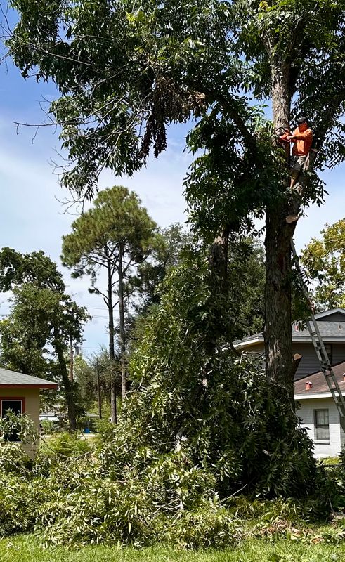 Tree Services