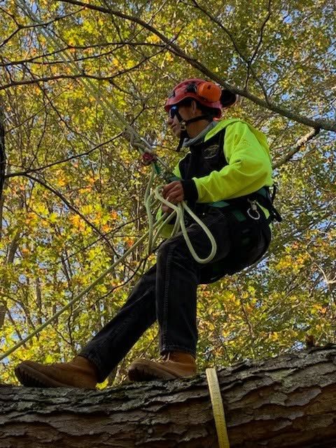 Tree Trimming