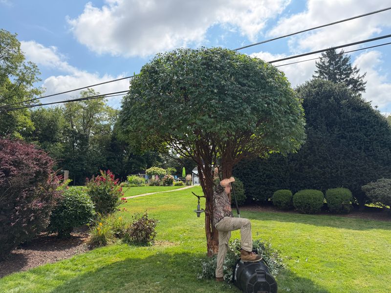 Tree & Shrub Care