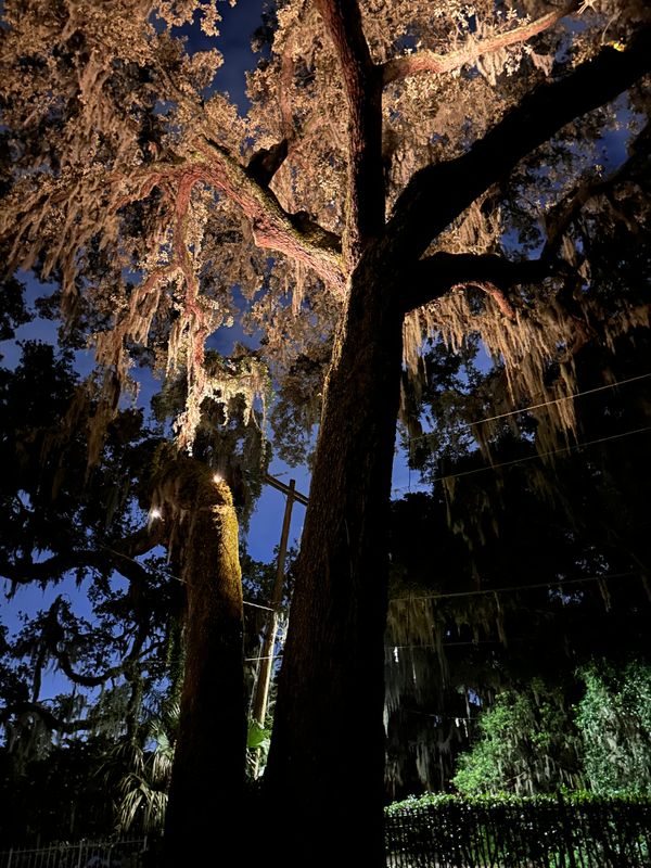 Landscape Lighting 