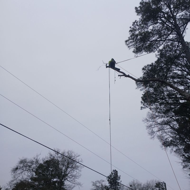 Tree Removal gallery