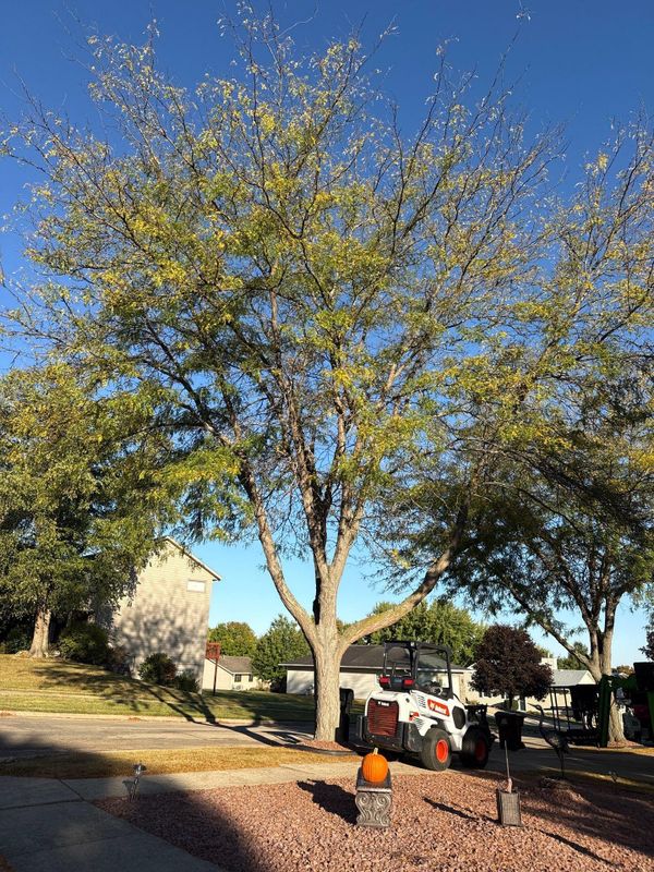 Tree Removal