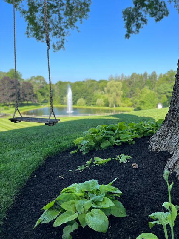 Tree & Shrub Care
