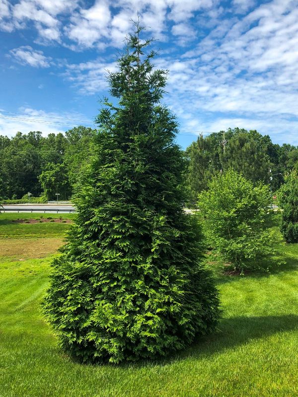 Privacy Trees