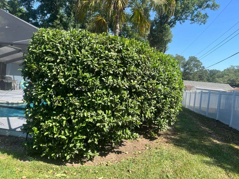 Landscaping Lawn Care