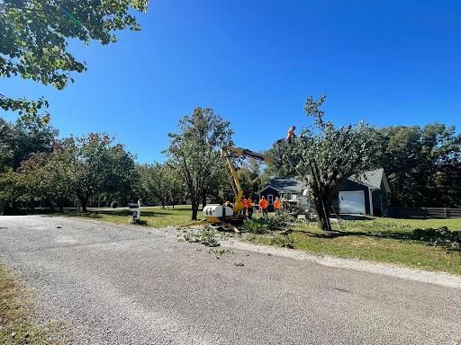 Other Tree Services
