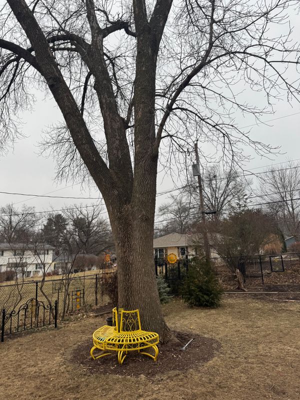 Pristine Property Transformation: Exemplary Tree Services in Action