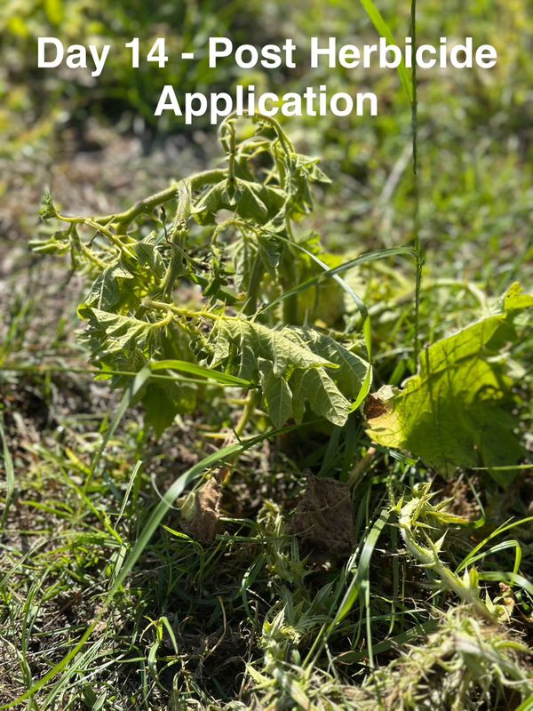 Custom Herbicide Treatments