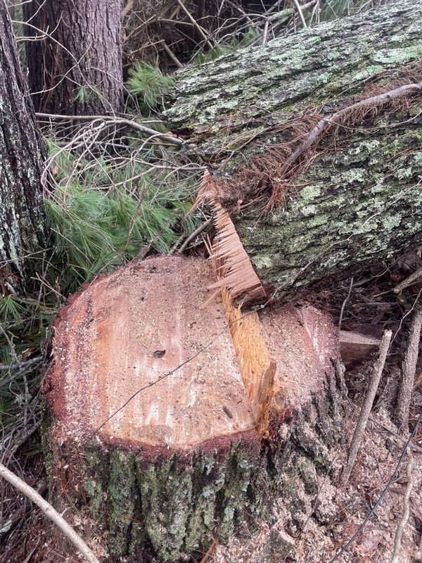 Tree Removal