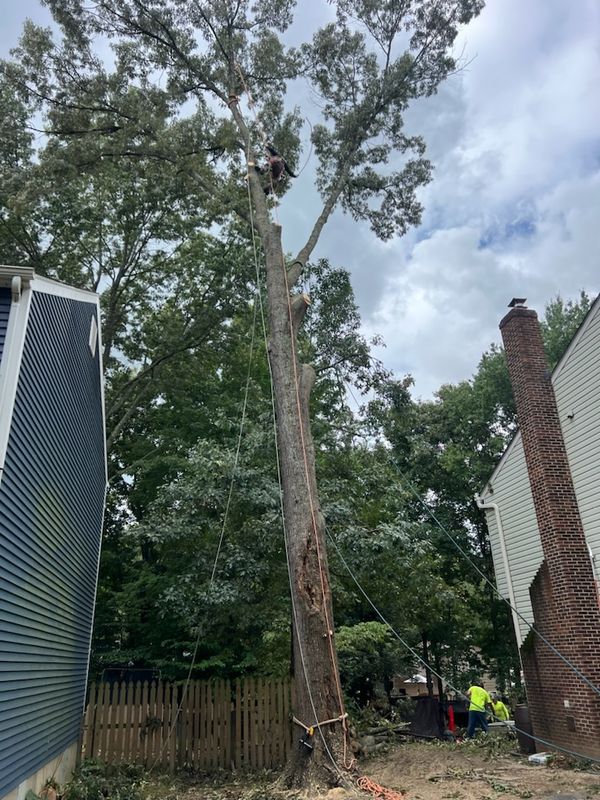 🌳🌳🌳 DIAZ TREE SERVICE - LARGE TREE REMOVAL SUCCESS 🌳🌳🌳 
