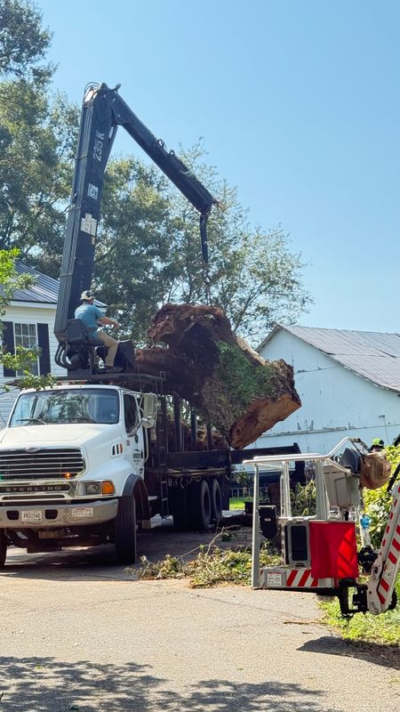 Stump Removal