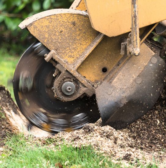 Stump Removal