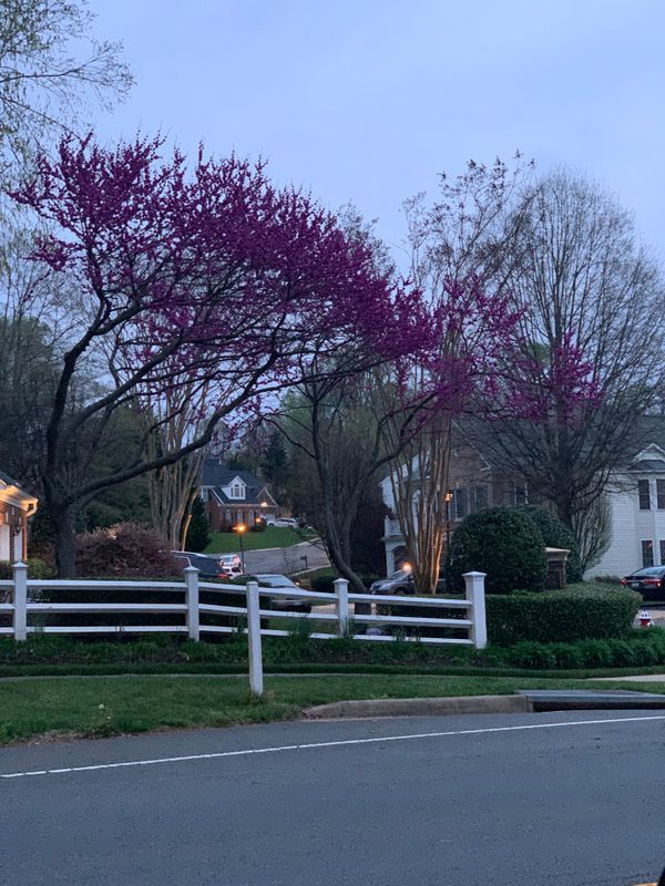 Lawn Care & Maintenance