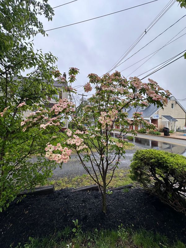 Tree & Perennial Planting