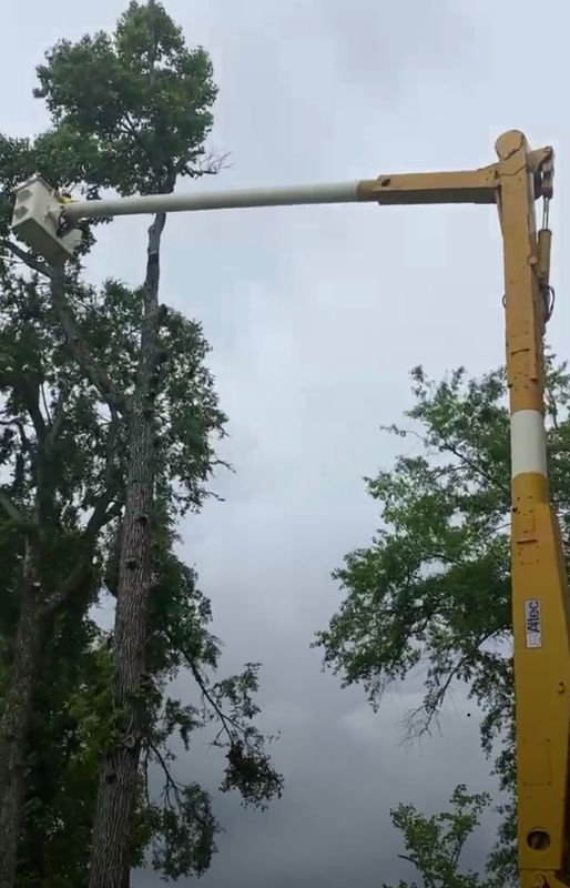 Tree Removal gallery