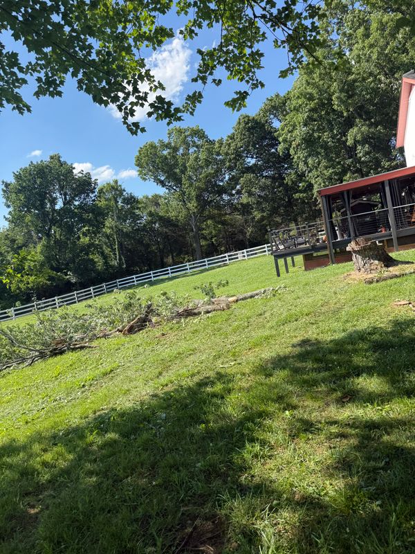 Tree Trimming