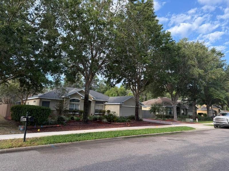 Tree Removal gallery