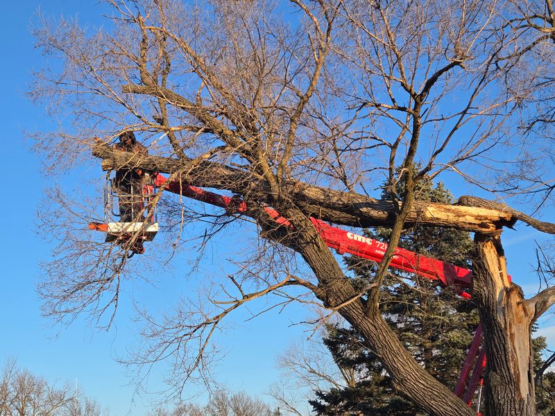 Tree Trimming