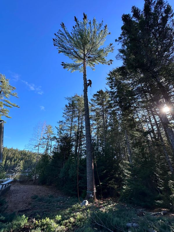 Tree Removal and Tree Trimming