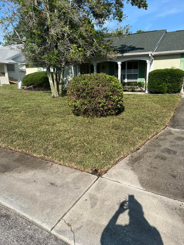 Shrub Trimming