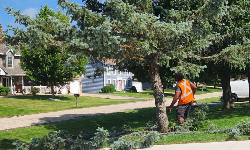 Tree Trimming