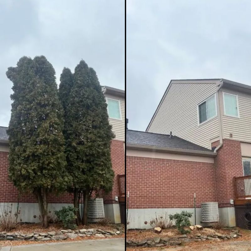 Tree Removal
