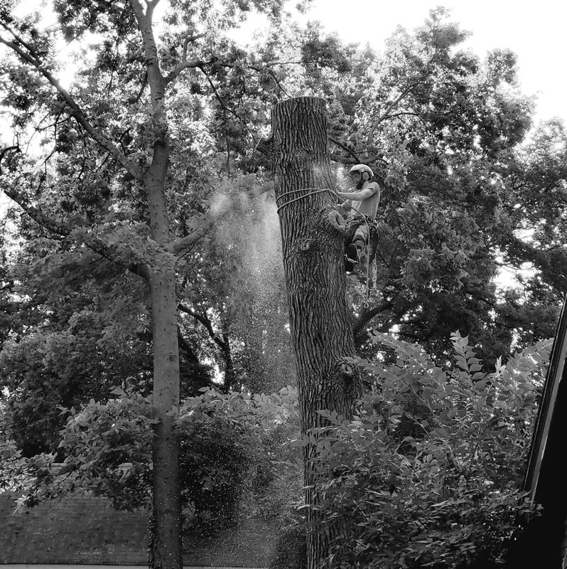 Tree Removal gallery