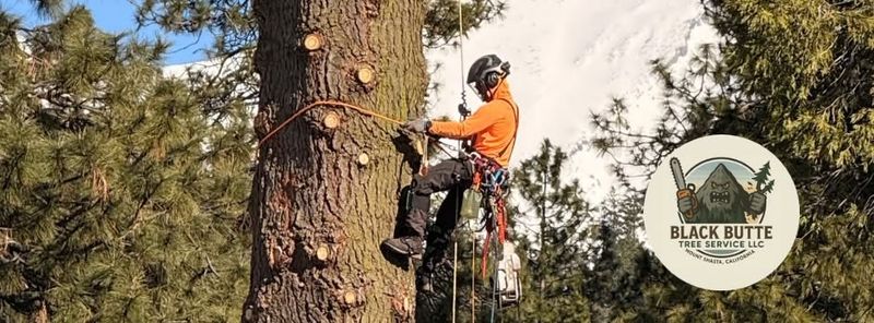 Tree Services