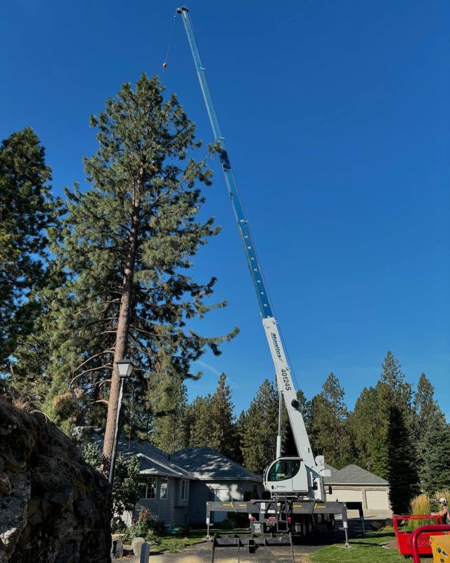 Crane-Assisted Tree Removal