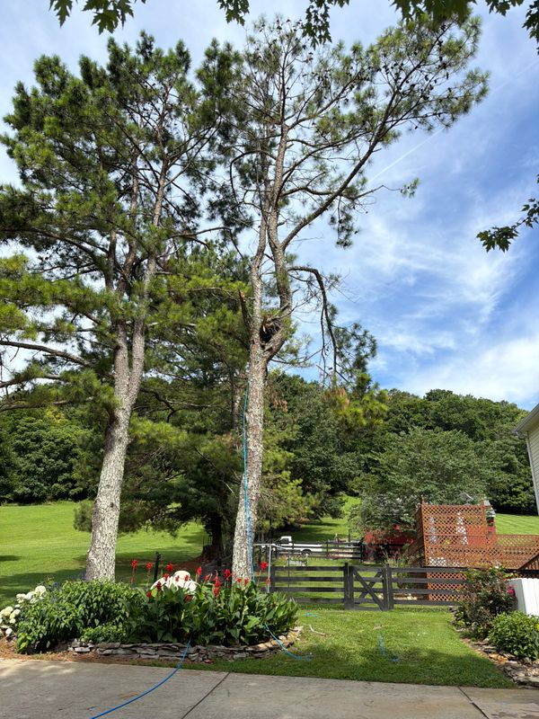 Tree Removal