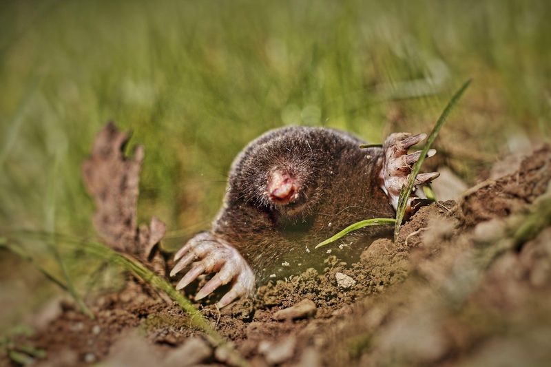 Pest Control