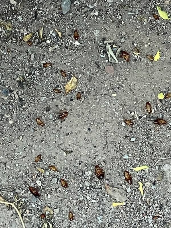 Cockroach Extermination