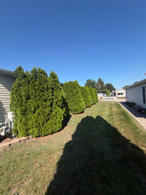 Tree and Shrub Care