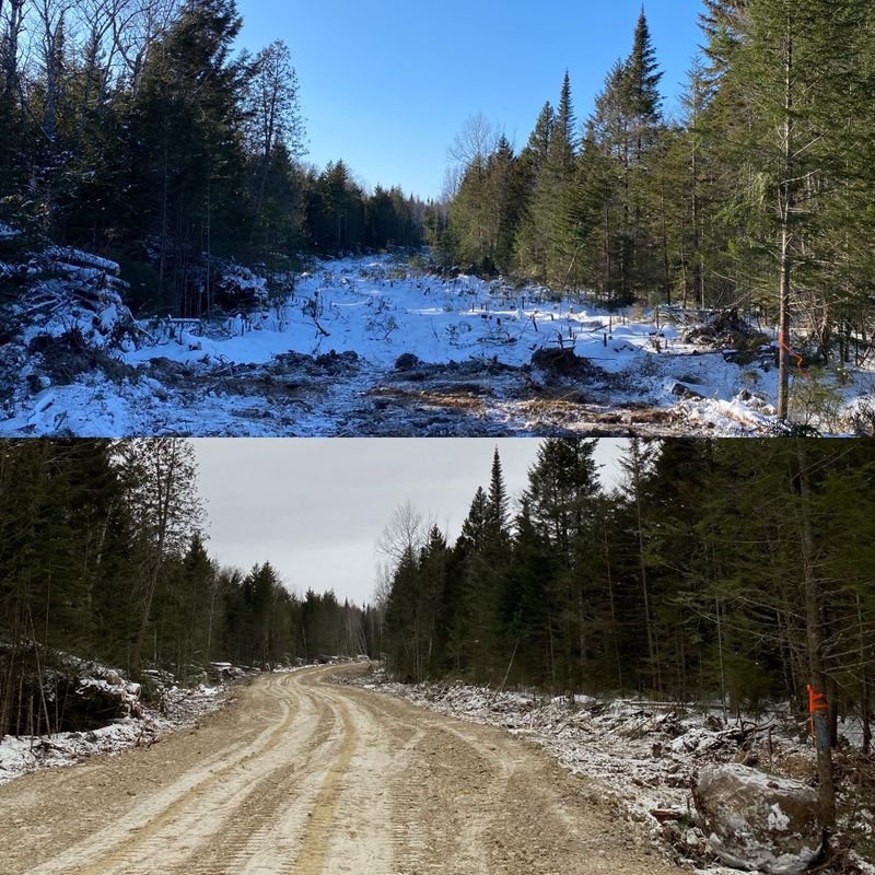 Land Clearing & Forestry Mulching