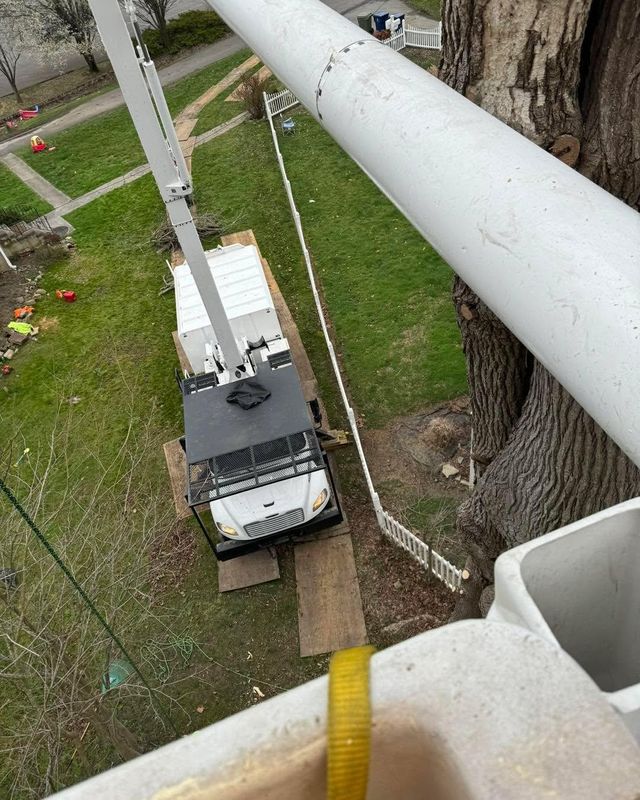 Emergency Tree Care