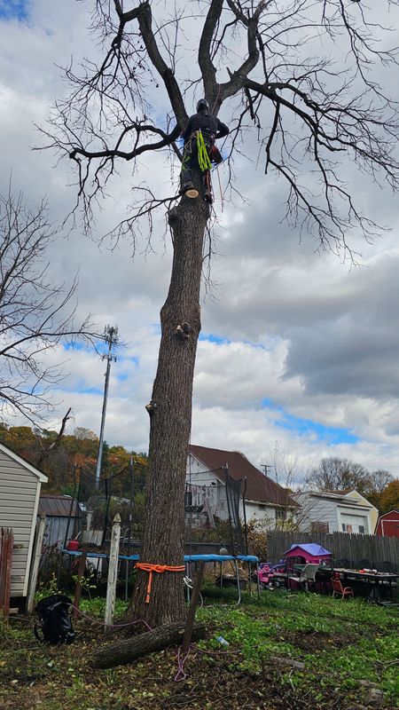 Tree Removal gallery