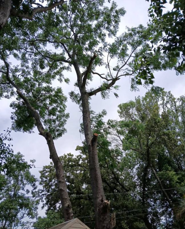 Tree Removal