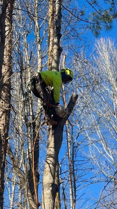 Tree Trimming