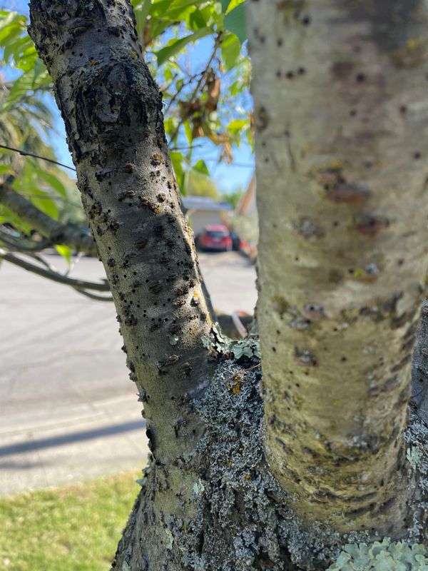 Tree Health and Maintenance
