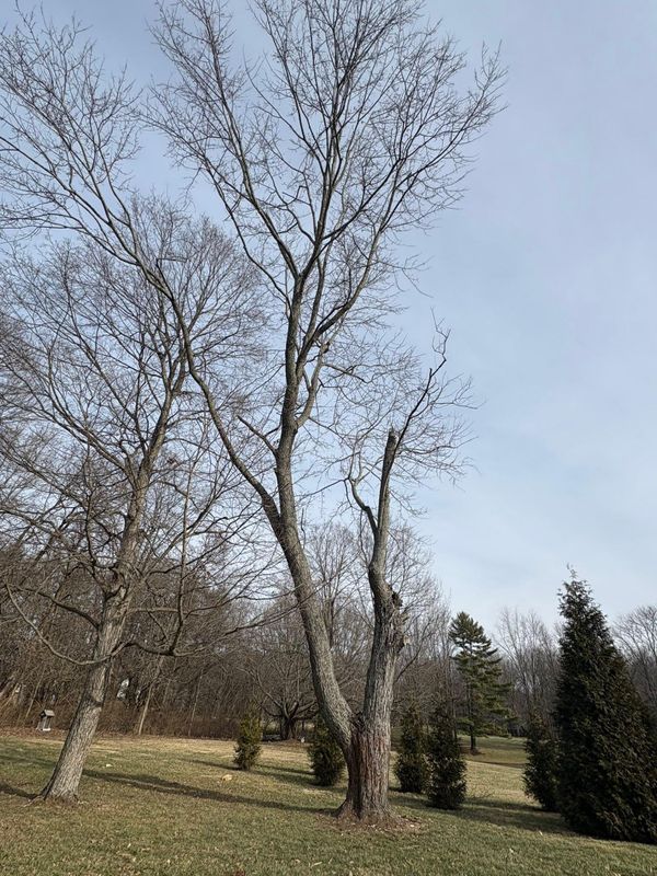 Tree Removal