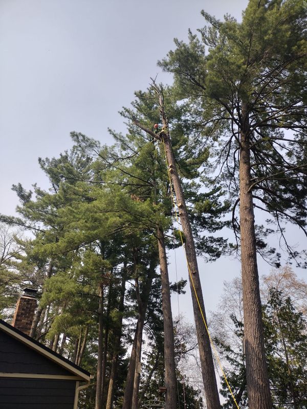 Storm Work / Debris clean up
