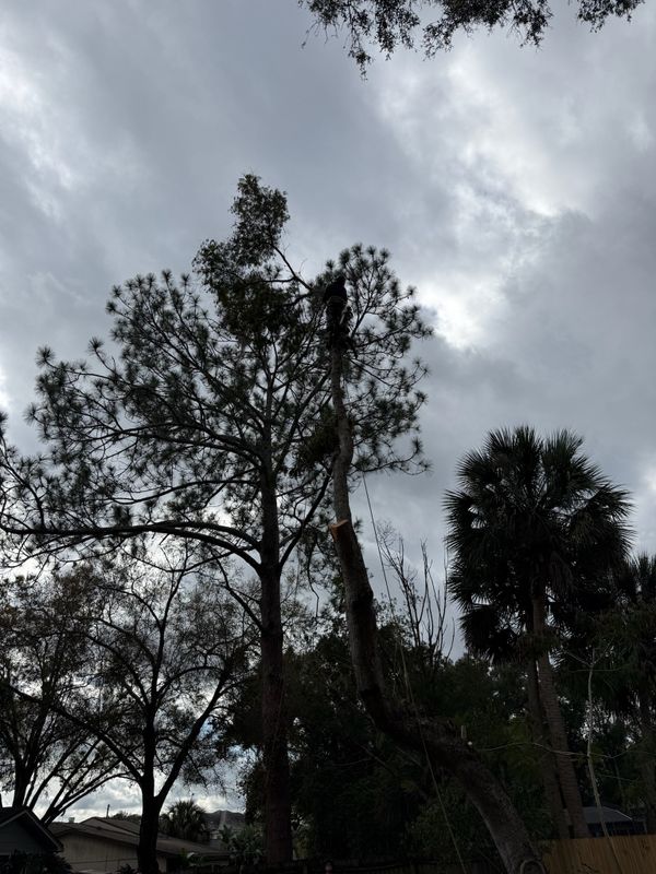 Tree Pruning